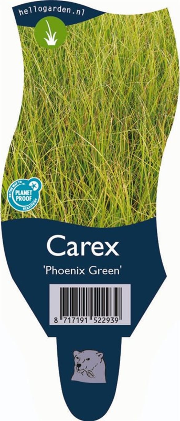 Carex 'Phoenix Green' - P11